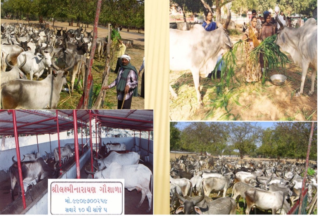 Shree Gaushala Seva - Cow Shelter
